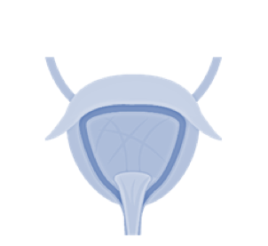 bladder and prostate
