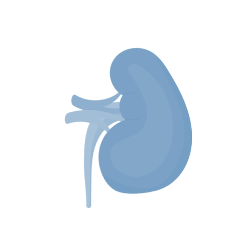renal ultrasound